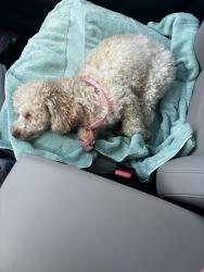 Found/Stray Unknown Dog last seen 117th Av by the cemetery, Miami, FL 33177