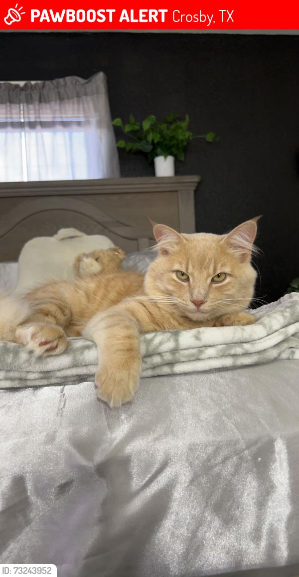 Lost Male Cat last seen Sundance Cove Neighborhood, Crosby, TX 77532