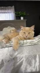 Lost Male Cat last seen Sundance Cove Neighborhood, Crosby, TX 77532