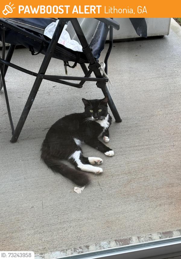 Found/Stray Unknown Cat last seen Stephenson Rd, Lithonia, GA 30058