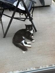 Found/Stray Unknown Cat last seen Stephenson Rd, Lithonia, GA 30058