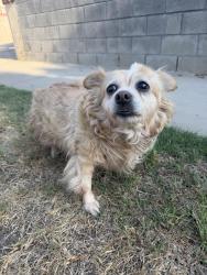 Reunited Unknown Dog last seen Lowell and Keats, Los Angeles, CA 90032