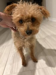 Reunited Female Dog last seen Subtle creek lane, Crowley, TX 76036