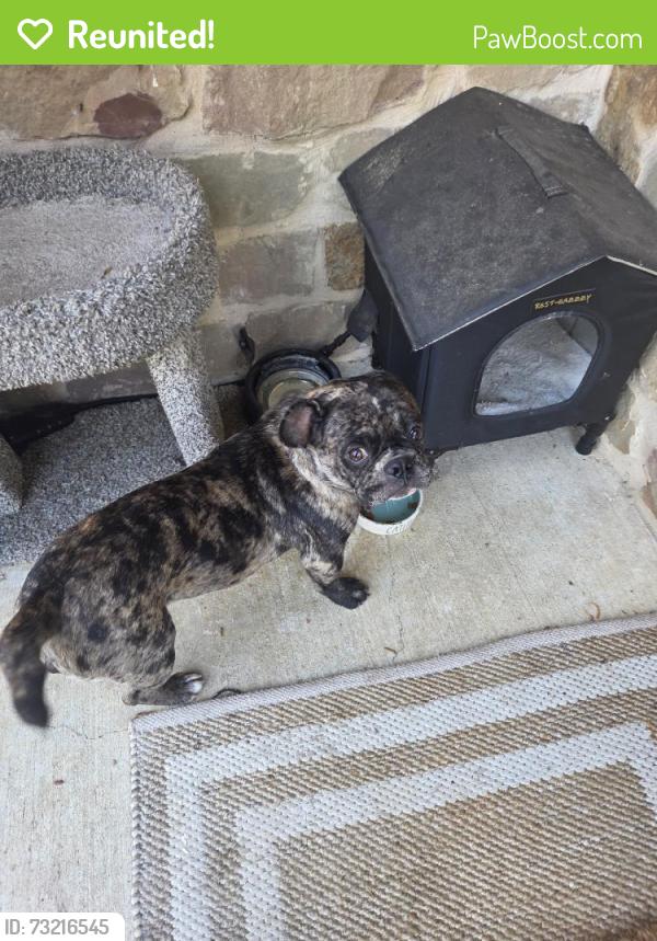 Reunited Male Dog last seen Riverside and Rosedale, Fort Worth, TX 76104