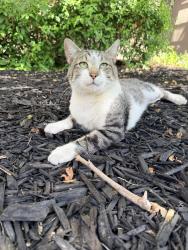Found/Stray Male Cat last seen Avalon on the Alameda, San Jose, CA 95126