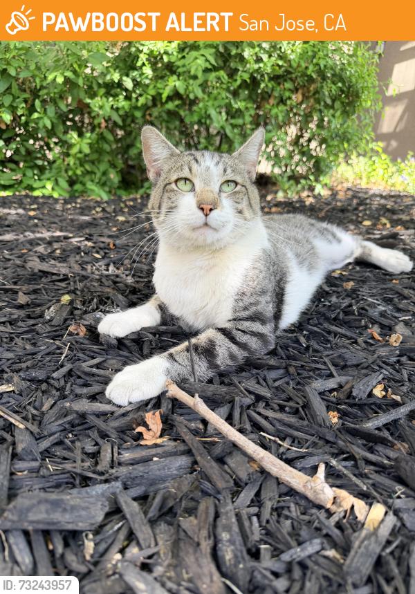 Found/Stray Male Cat last seen Avalon on the Alameda, San Jose, CA 95126