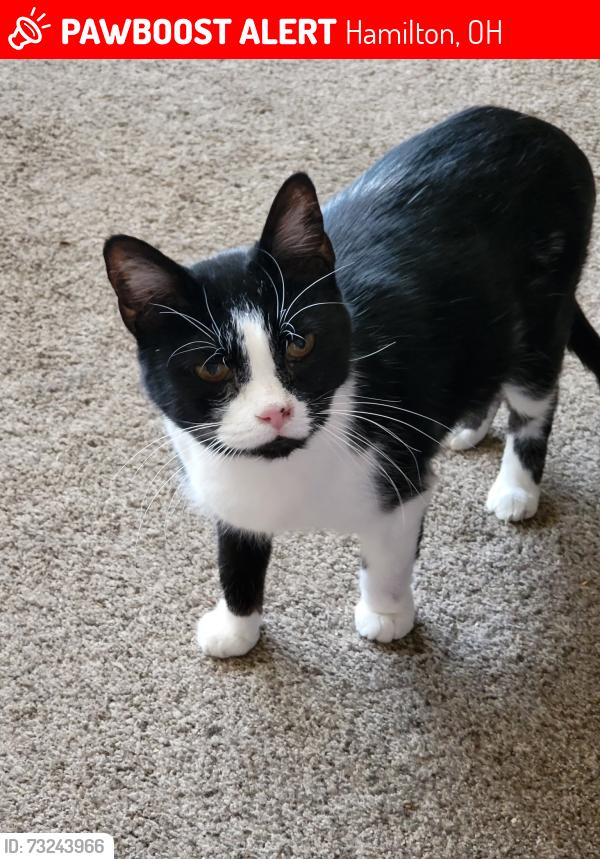 Lost Female Cat last seen Rt 4 slash waldon ponds, Hamilton, OH 45011