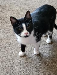 Lost Female Cat last seen Rt 4 slash waldon ponds, Hamilton, OH 45011