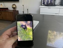 Found/Stray Male Dog last seen NE 10th and Mason, Portland, OR 97212
