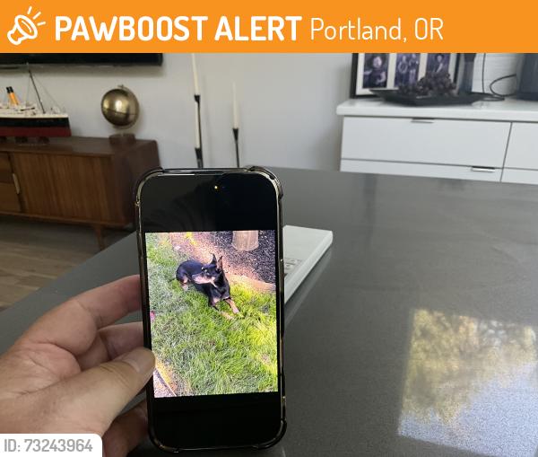 Found/Stray Male Dog last seen NE 10th and Mason, Portland, OR 97212