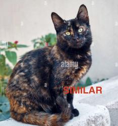 Found/Stray Unknown Cat last seen orange park blvd, Orange, CA 92869