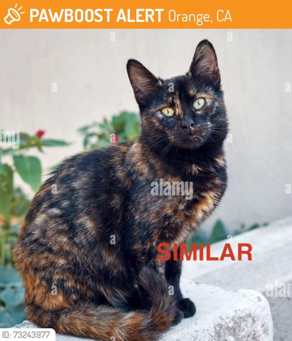 Found/Stray Unknown Cat last seen orange park blvd, Orange, CA 92869