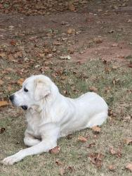 Found/Stray Male Dog last seen Hefner and Midwest Blvd, Oklahoma City, OK 73151