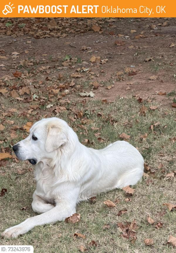 Found/Stray Male Dog last seen Hefner and Midwest Blvd, Oklahoma City, OK 73151