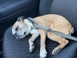 Reunited Male Dog last seen 53rd Ave SE, Lacey, Washington 98593, Lacey, WA 98503