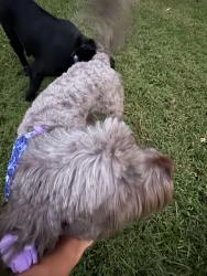 Reunited Female Dog last seen Brook hollow rd, Nashville, TN 37205