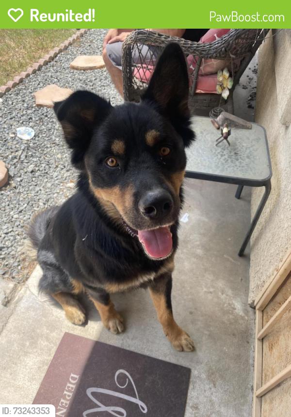 Reunited Male Dog last seen Shandin Hills, neighborhood behind stater bros on Kendall, San Bernardino, CA 92407