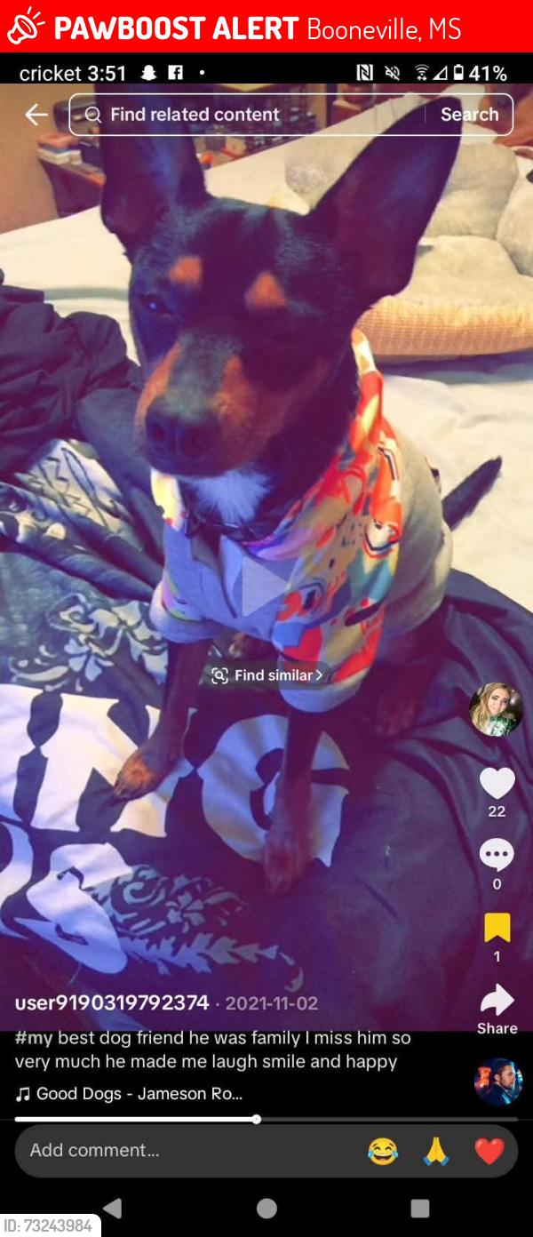 Lost Male Dog last seen Walden drive, Booneville, MS 38829