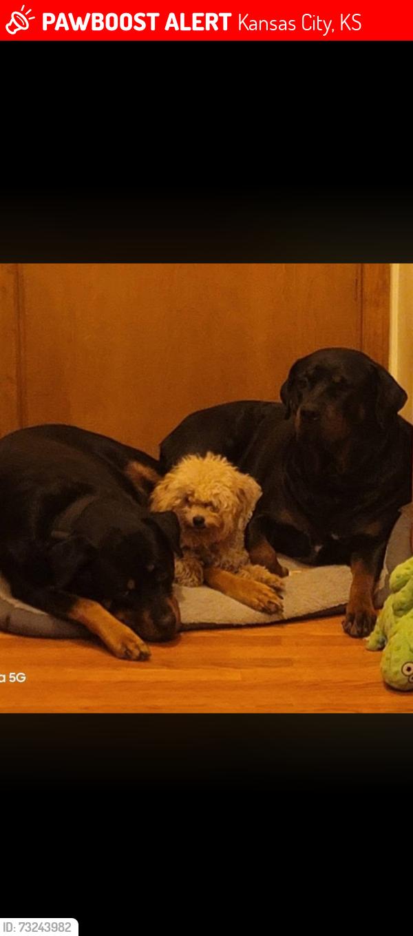 Lost Female Dog last seen 5th street, Kansas City, KS 66101