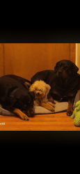 Lost Female Dog last seen 5th street, Kansas City, KS 66101