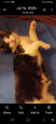 Lost Female Cat last seen Ogden Ave and Montgomery Rd, Aurora, IL 60504