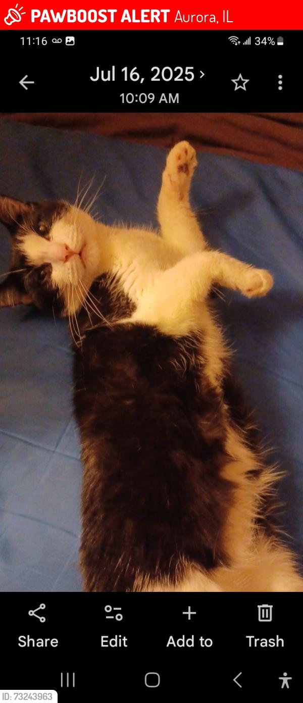 Lost Female Cat last seen Ogden Ave and Montgomery Rd, Aurora, IL 60504
