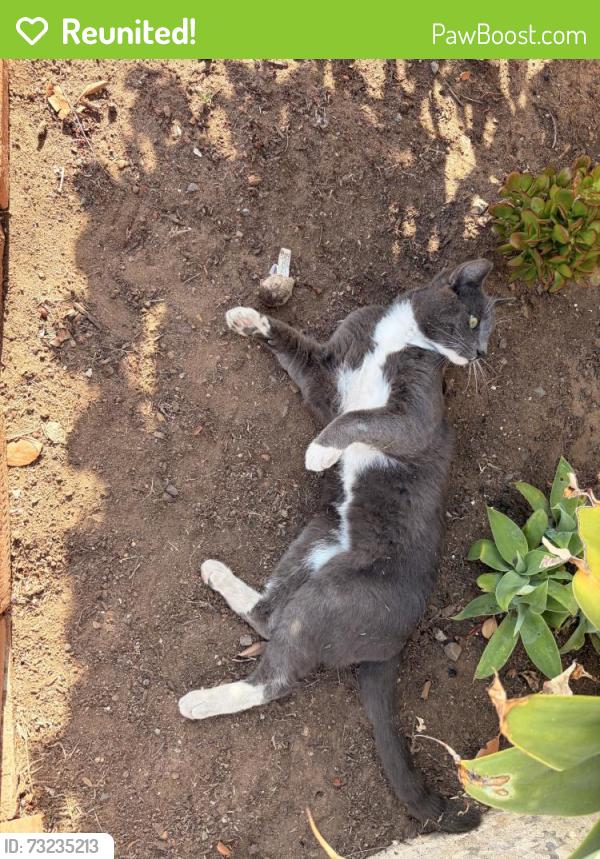 Reunited Male Cat last seen Near Meade Ave, San Diego, CA 92115, USA, San Diego, CA 92115