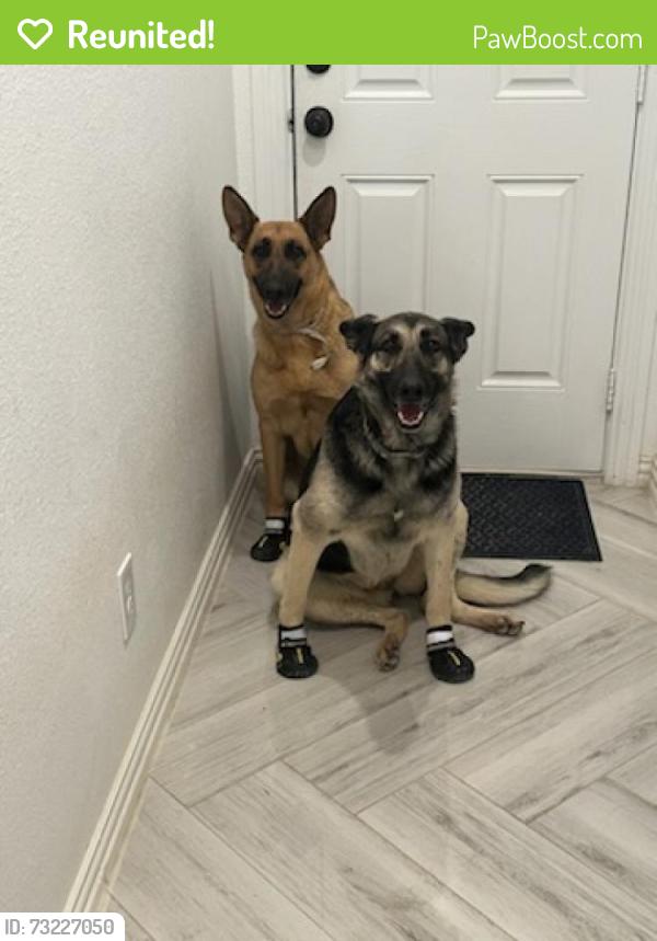 Reunited Female Dog last seen Near, Fort Worth, TX 76112
