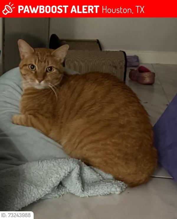Lost Male Cat last seen Marshall & Dunlavy, Houston, TX 77006