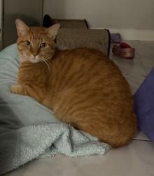 Lost Male Cat last seen Marshall & Dunlavy, Houston, TX 77006