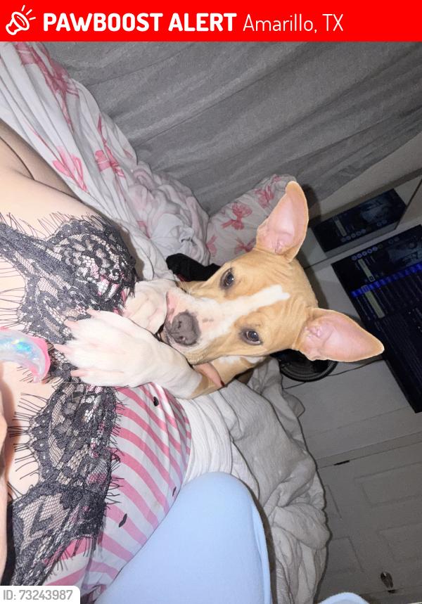 Lost Female Dog last seen Near S Milam st amarillo Texas 7916, Amarillo, TX 79106