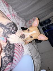 Lost Female Dog last seen Near S Milam st amarillo Texas 7916, Amarillo, TX 79106