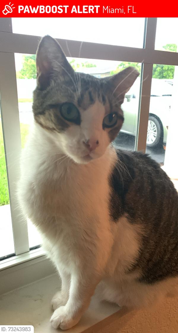 Lost Male Cat last seen Near SW 136TH AVE Miami, FL 33183, Miami, FL 33183