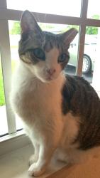 Lost Male Cat last seen Near SW 136TH AVE Miami, FL 33183, Miami, FL 33183