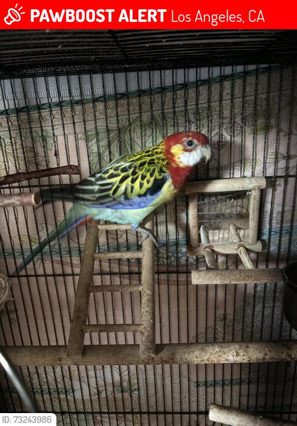 Lost Male Bird last seen L street and Eubank Ave, Wilmington, CA, Los Angeles, CA 90744