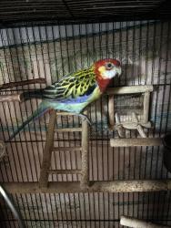 Lost Male Bird last seen L street and Eubank Ave, Wilmington, CA, Los Angeles, CA 90744