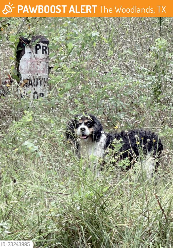 Found/Stray Unknown Dog last seen Grogans Point Road and Red Sable Drive, The Woodlands, TX 77380