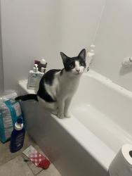 Lost Female Cat last seen woodlawn ests, Baton Rouge, LA 70817
