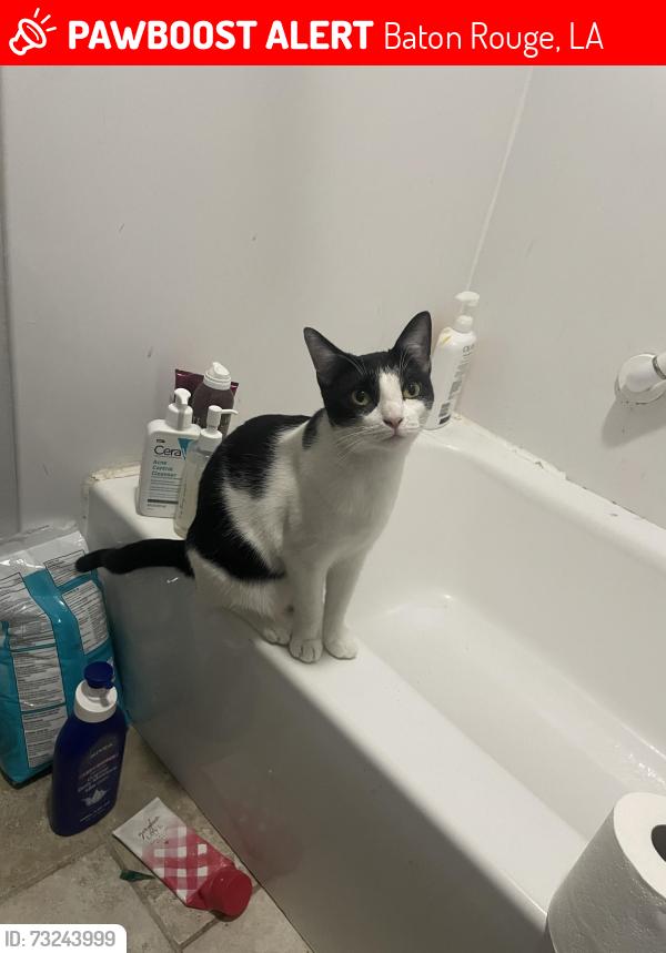 Lost Female Cat last seen woodlawn ests, Baton Rouge, LA 70817