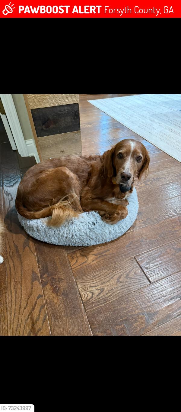 Lost Male Dog last seen Dave’s Creek Rd, Forsyth County, GA 30041