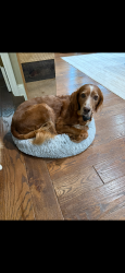 Lost Male Dog last seen Dave’s Creek Rd, Forsyth County, GA 30041
