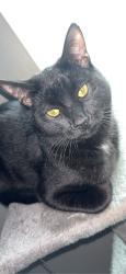 Reunited Male Cat last seen Near motor rd, Winston-Salem, NC 27105