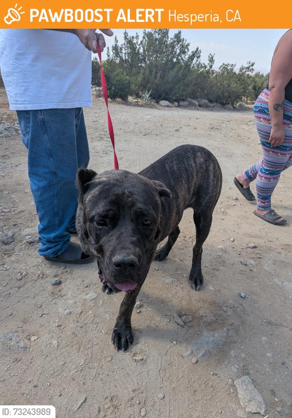 Found/Stray Unknown Dog last seen Primrose and eucalyptus, Hesperia, CA 92340