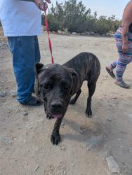 Found/Stray Unknown Dog last seen Primrose and eucalyptus, Hesperia, CA 92340