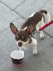 Reunited Female Dog last seen Payne, San Jose, CA 95117