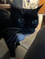 Reunited Female Cat last seen Ewing, Los Angeles, CA 90039