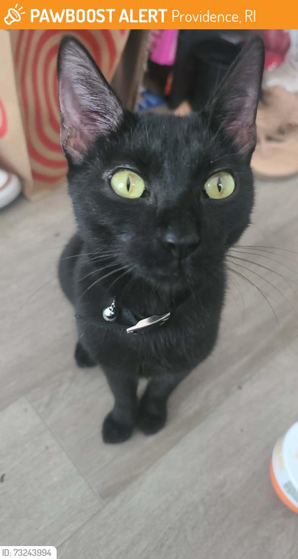 Found/Stray Female Cat last seen On manton ave and Florence st, Providence, RI 02909