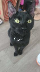 Found/Stray Female Cat last seen On manton ave and Florence st, Providence, RI 02909