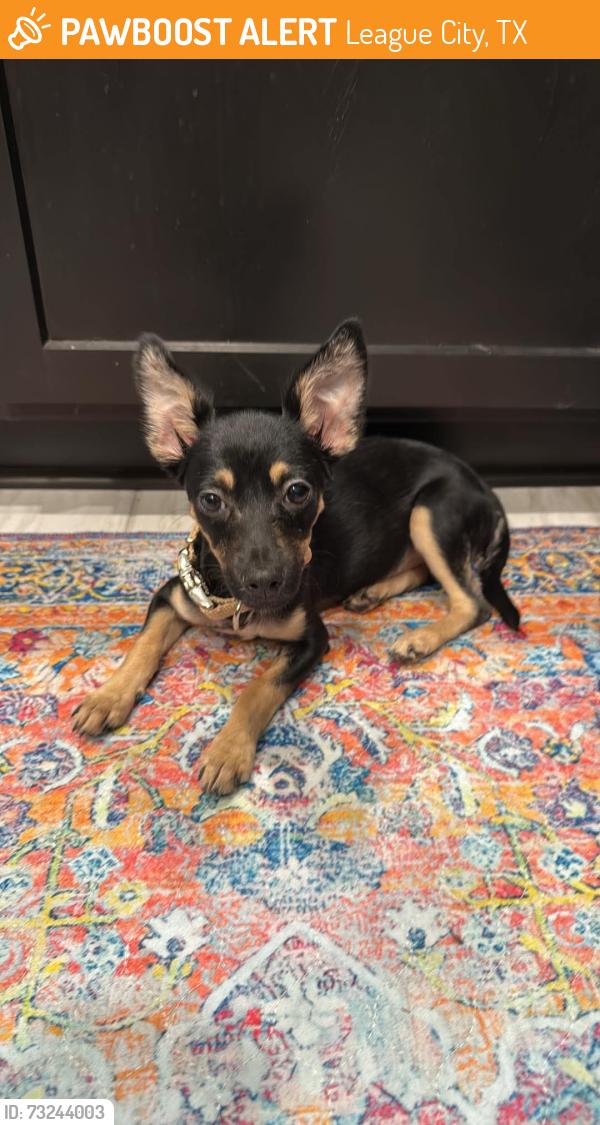 Found/Stray Female Dog last seen Pedregal, League City, TX 77573