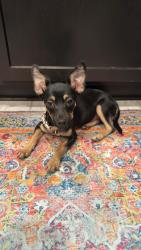 Found/Stray Female Dog last seen Pedregal, League City, TX 77573